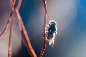 fliegengitter spannrahmen